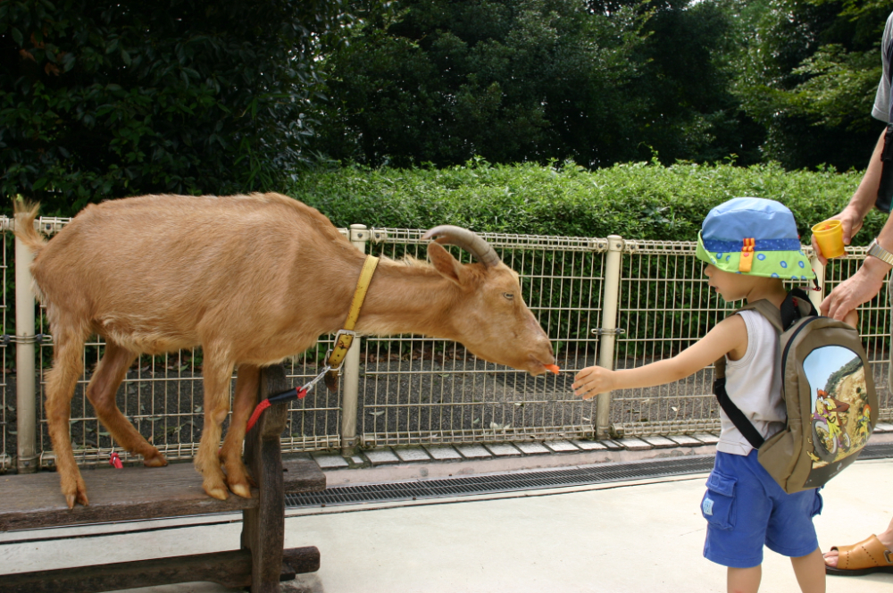 ふれあい動物広場 相模原麻溝公園 公益社団法人 相模原市観光協会ホームページ いい さがみはら